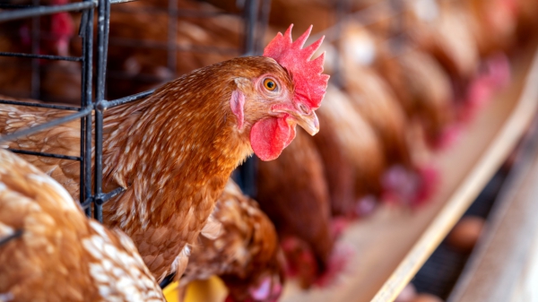 B.Tech Animal Production and Health